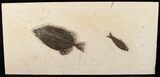 x Phareodus & Knightia Fossil Fish Plate (Free Shipping) #17994-1